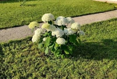 Casa 4 camere cu curte - 10