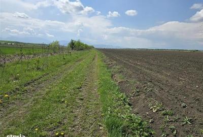 Oportunitate de investiție cu Exclusivitate! BOD, teren agricol! - 7