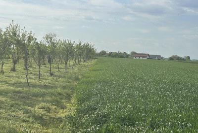 Teren de 5000 mp, în Dârza - 4