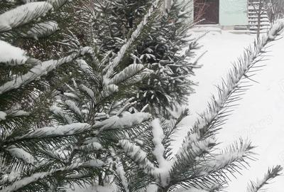 Teren în Glina - 5