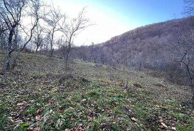 Teren de 30000 mp, în Cornereva - 8