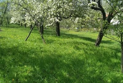 Teren de 2500 mp, în Pietriceaua - 1