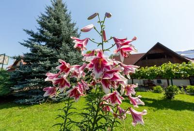 Casa cu 5 dormitoare, foisor, sauna, beci,pod garaj si gradina - 53