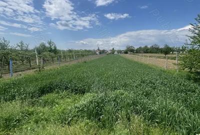 Teren de 1600 mp, în Dragomirești - 1