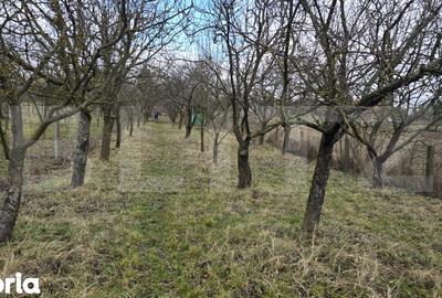 Teren de 1996 mp, în Viile Satu Mare