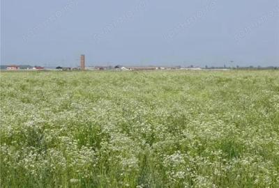 Teren de 70000 mp, în Central - 10