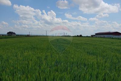 Teren de 6600 mp, în Dumbrăveni - 3