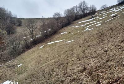 Teren de 19000 mp, în Moieciu - 3