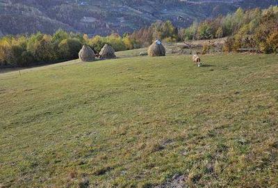 Teren de 10524 mp, în Măguri - 3