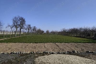 Casă cu Teren 1667 Mp în Alioș - 5