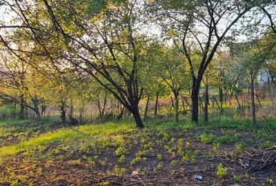 Spațiu comercial, în Valea Lupului - 6