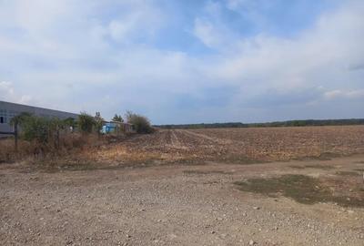 Teren de 10000 mp, în Dascălu - 8