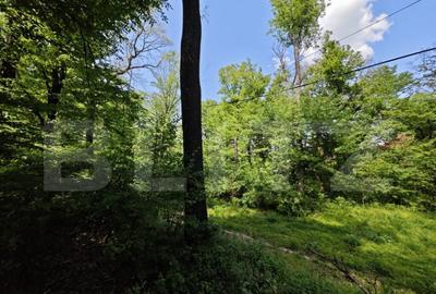 Padure in Barnova 1800 mp + 600 mp teren pentru casa - 3