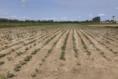 Teren extravilan, 1ha,zona centurii Radauti
