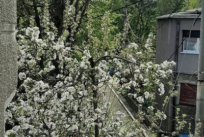 Casă cu 5 camere în Central