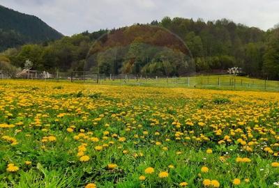 Hotel/Pensiune, de 1,290 mp, în Lepșa - 5