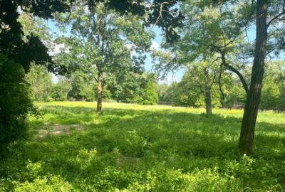 Teren extravilan, 10000 mp, Vicovu de Sus - 12