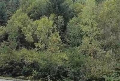 Teren Construcții intravilan de 6000 mp, în Ortoaia - 5