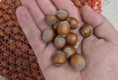 Teren de 10000 mp, în Dorobanți - 9