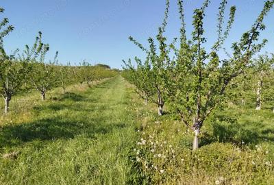 Casa si Livada de 4.5 ha Casa si Livada de 4.5 ha - 9