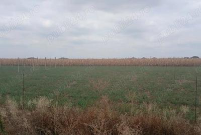 Teren de 503 mp, în Livada de Bihor