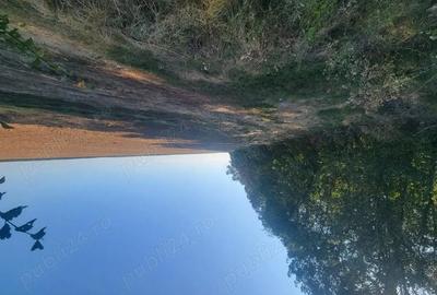 Teren de 250000 mp, în Comana - 1