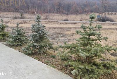 Spațiu comercial, de 1,300 mp, în Șintereag - 2