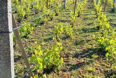 Casă cu 4 camere în Breasta - 5