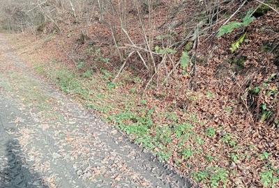 Teren de 9100 mp, în Râu de Mori - 7