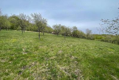 Casă cu Teren 15000 Mp în Bătrâna - 5
