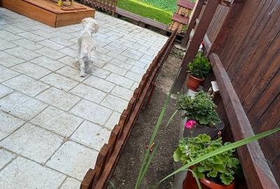 Apartament cu curte, 3 camere intr-un Cvatruplex - 8