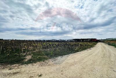 Teren Construcții intravilan de 14863 mp, în Ciorogârla - 2