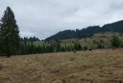 Teren în Ortoaia - 1