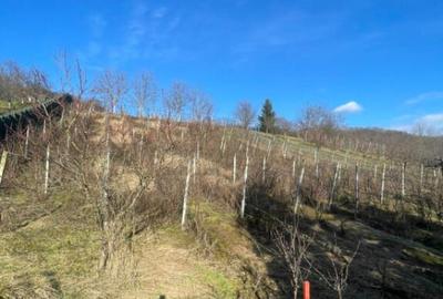 Casă cu 7 camere cu Teren 2544 Mp în Cicârlău - 2