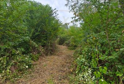 Teren intravilan Mosoaia - Hintesti - 3