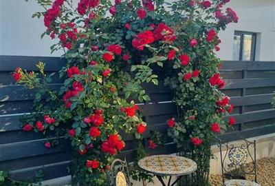 Casă individuală cu 4 camere cu Canalizare în Central - 15