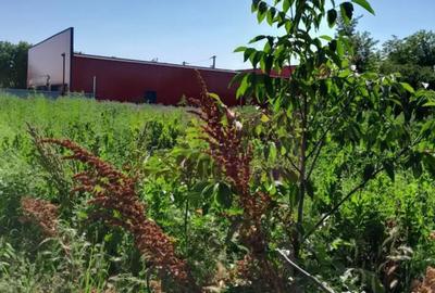 Teren de 1800 mp, în Movilița - 13