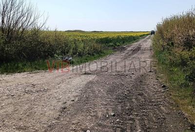 Teren de 10000 mp, în Săcălaz - 3