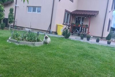 Casă cu 3 camere în Central - 4