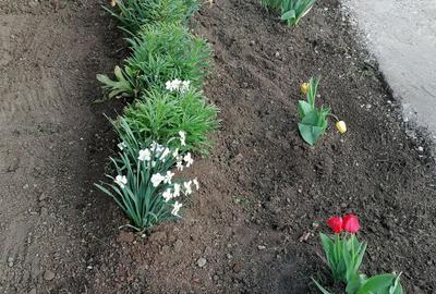 Vand casa cu gradina, 3 camere, baie, bucatarie, terasa. VINGA - ARAD - 10