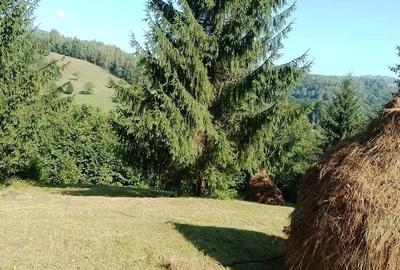 Teren de 10000 mp, în Avram Iancu - 2