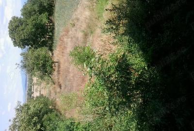 Casă cu 6 camere în Jupa - 8