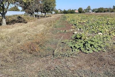 Teren de 1000 mp, în Grădinari - 3