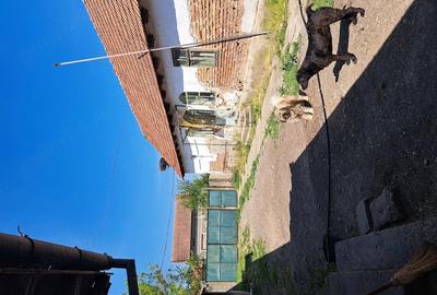 Casă cu Teren 2400 Mp în Târgoviște
