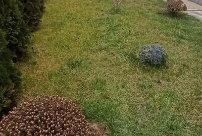 Casă individuală cu 4 camere cu Teren 500 Mp în Valea Lupului - 15