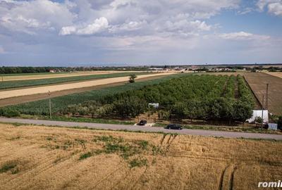 Teren de 25000 mp, în Macea - 8