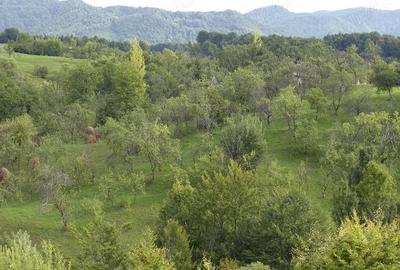 Teren de 490 mp, în Brebu - 2