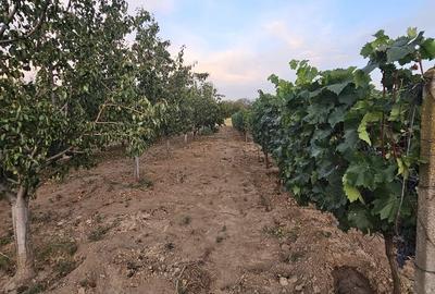 Teren de 2000 mp, în Cetariu
