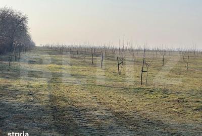 Teren de 405000 mp, în Ivești - 14