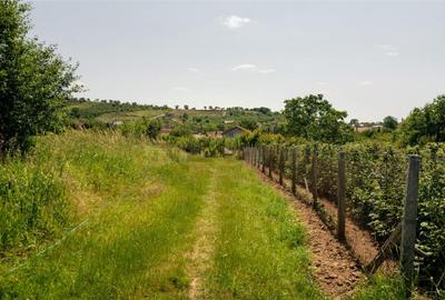 Teren de 1200 mp, în Paleu - 18